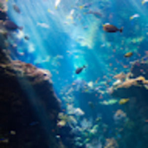 Meet your Posher, Lexy